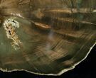 Zimbabwe Petrified Wood (Woodworthia) #6256-2
